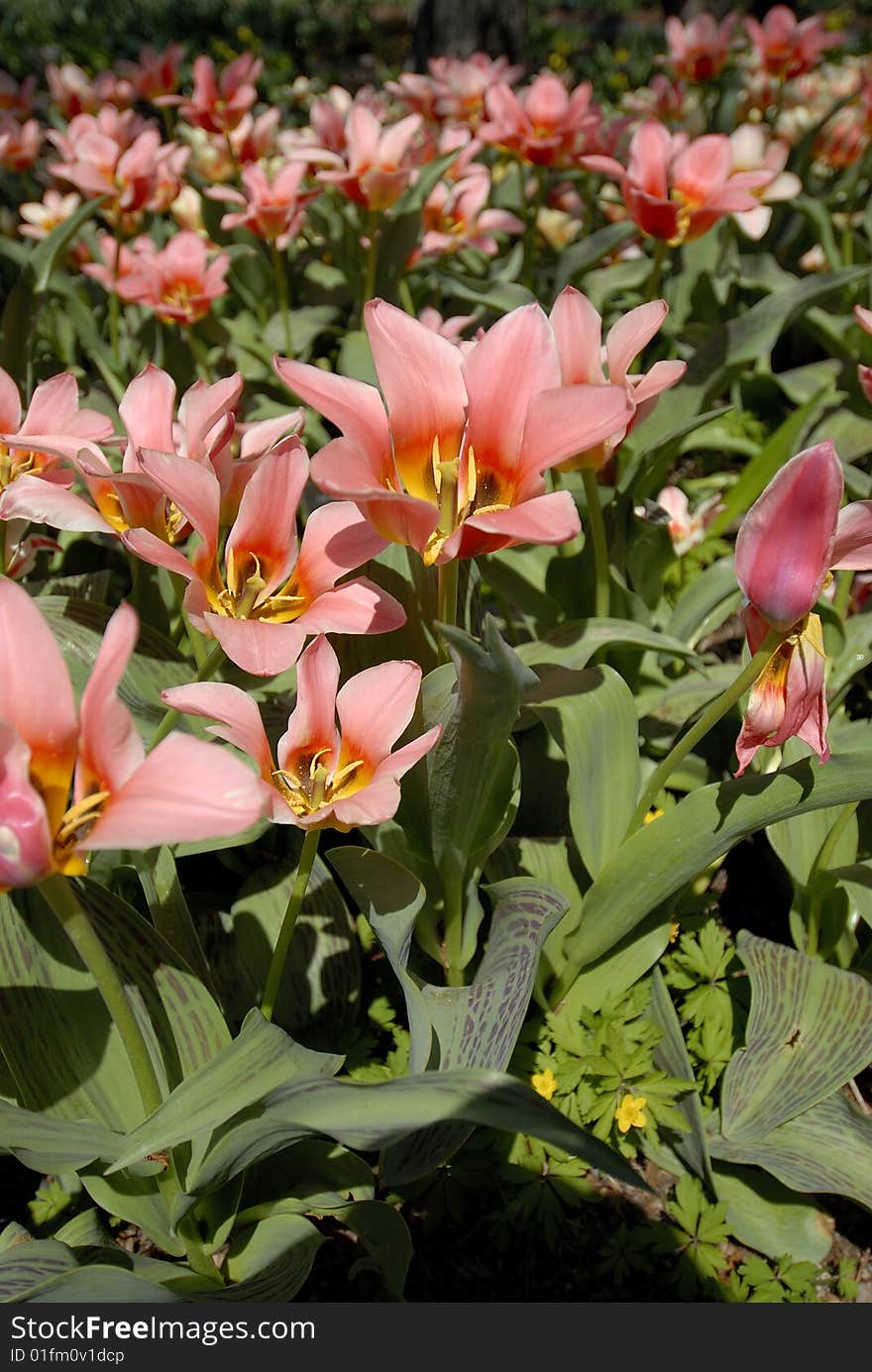 Pink flowers in a garden in springtime. Pink flowers in a garden in springtime