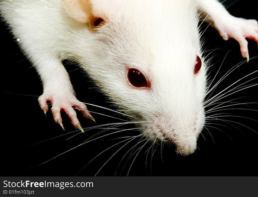 A close-up photo of a white rat with red eyes