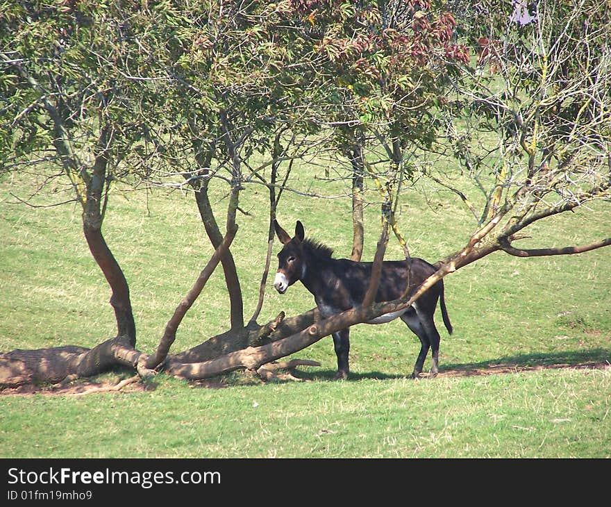 No donkeys do not grow on trees but it is a nice shady spot on a hot summer day. No donkeys do not grow on trees but it is a nice shady spot on a hot summer day.