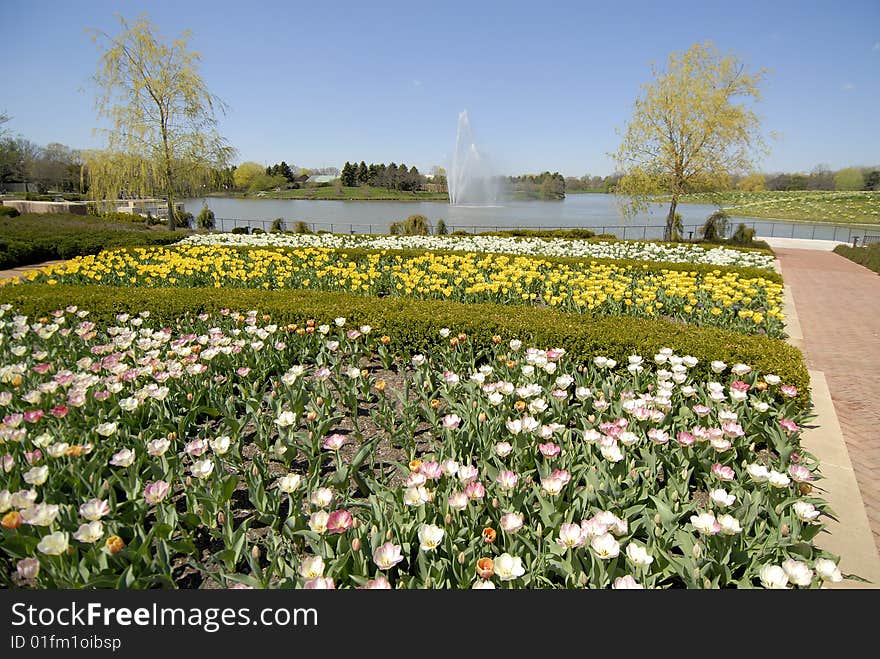 A Field of flowers