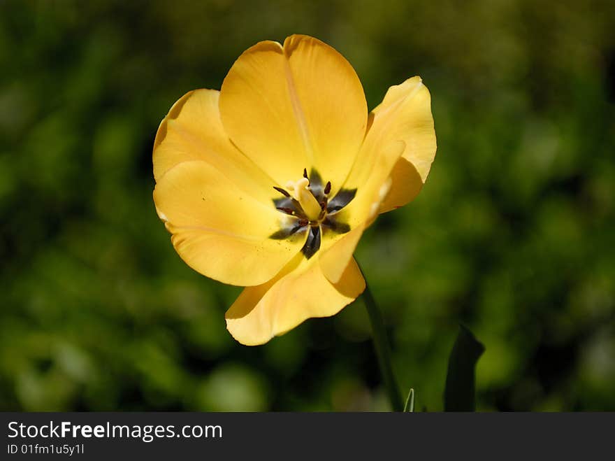 A yellow flower