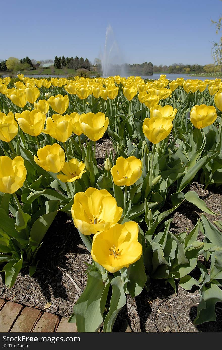 A field of yellow flowers in bloom during the spring. A field of yellow flowers in bloom during the spring