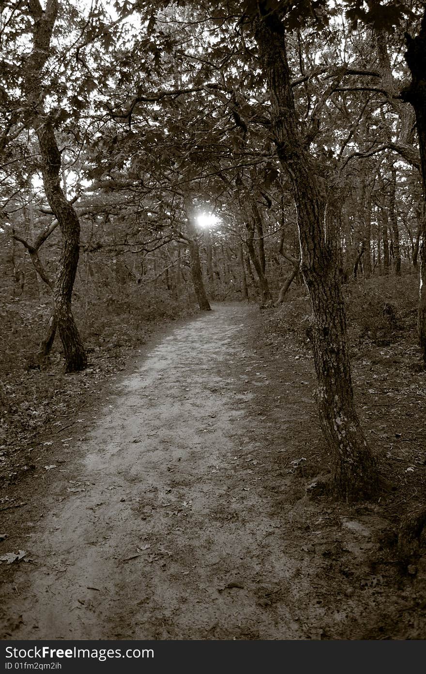 Path through the woods