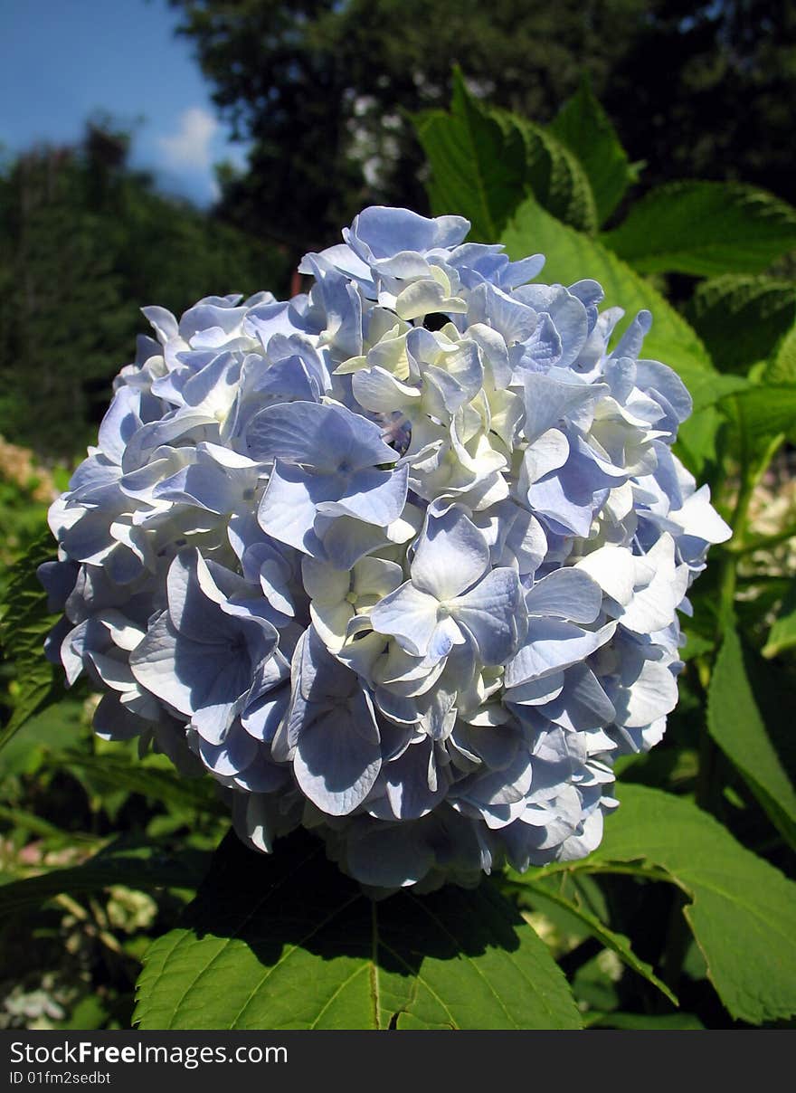 Blue flowers in the garden