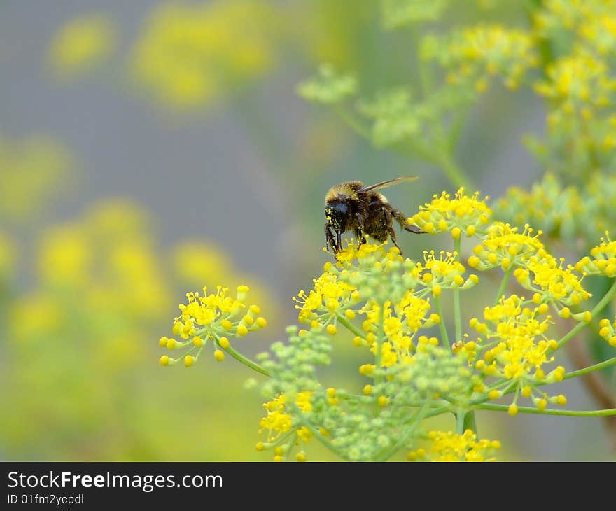 A bumble bee feeding on the flowers of wild fennel plants. A bumble bee feeding on the flowers of wild fennel plants.