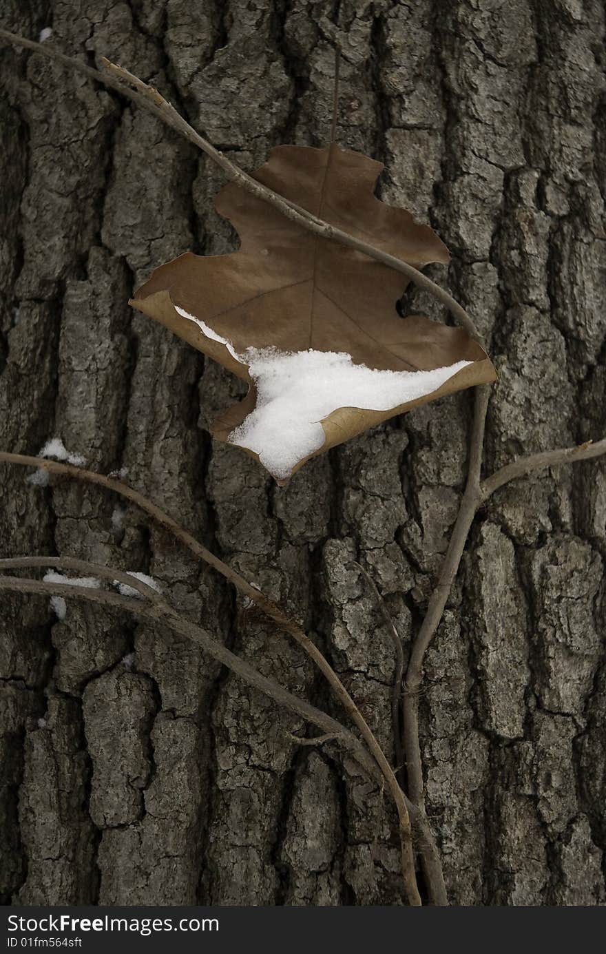 Dead Oak Leaf stuck in vines growing on the bark of a tree