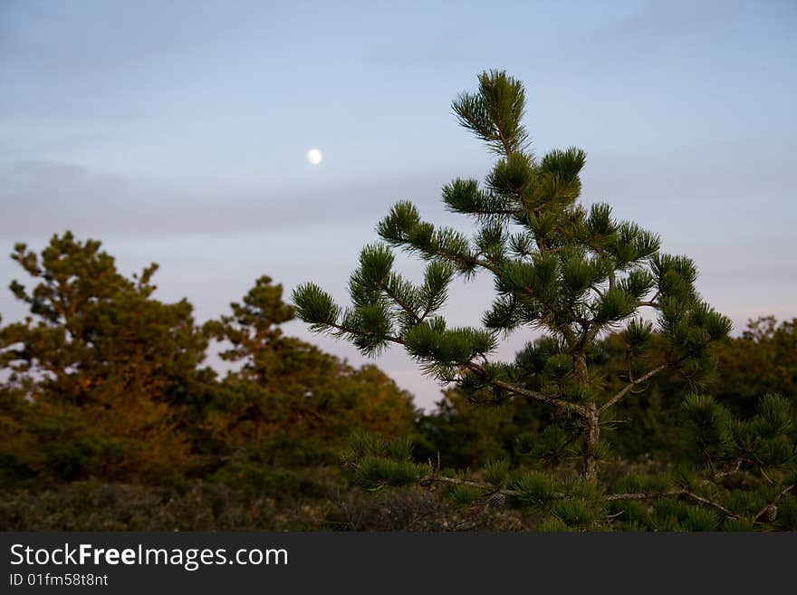 Moon Through The Trees