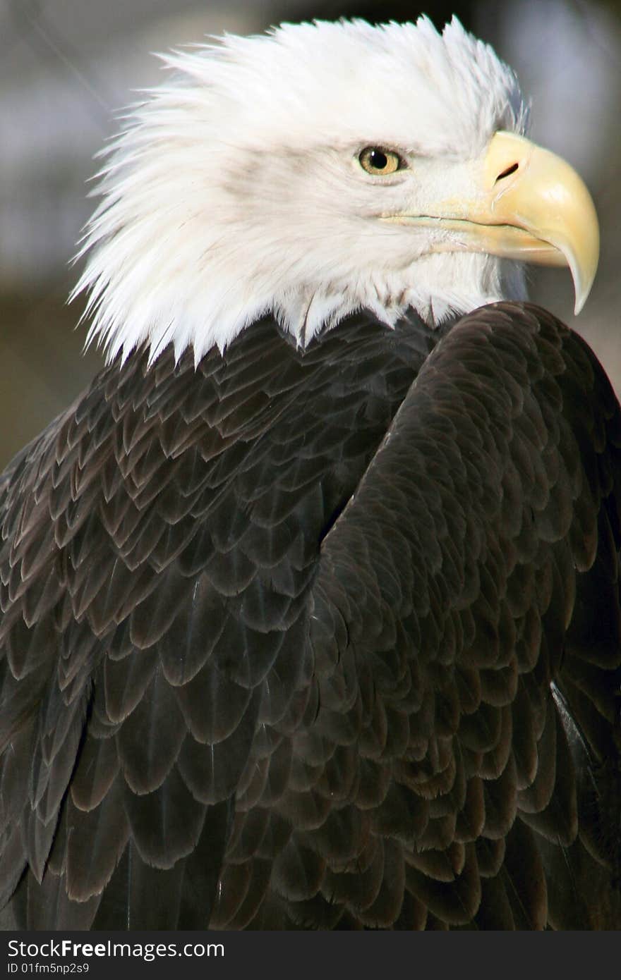 American Bald Eagle