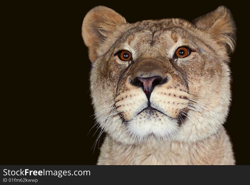 Front facing head and shoulder photo of a lioness. Against a black background. Taken at Potter Park Zoo, Lansing, MI. Front facing head and shoulder photo of a lioness. Against a black background. Taken at Potter Park Zoo, Lansing, MI