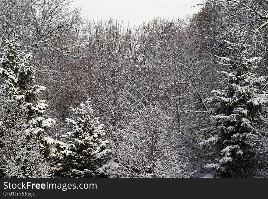 Winter forest covered by the snow