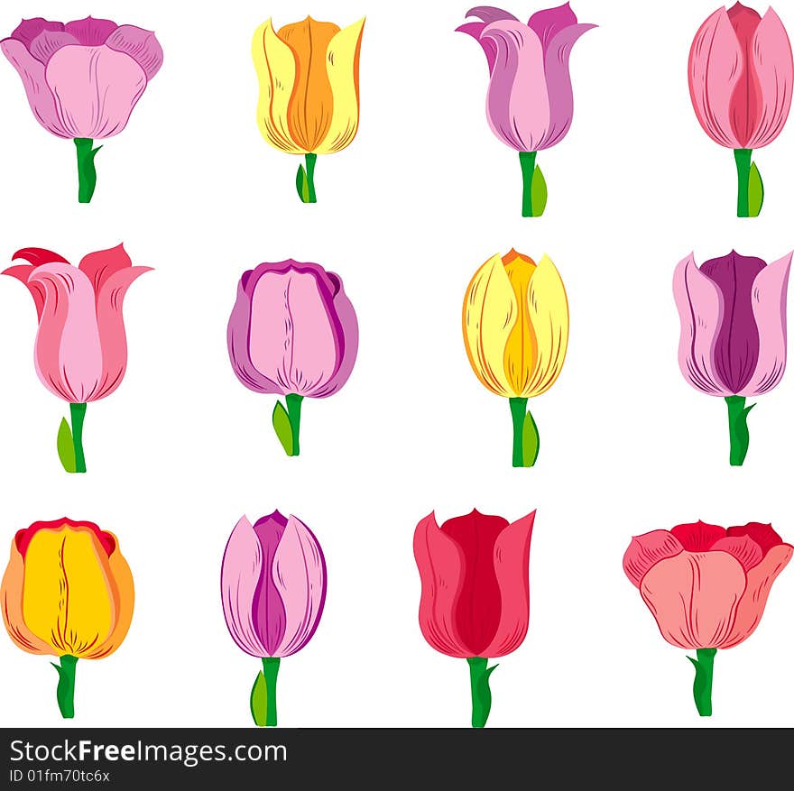 Many single tulips isolated on white background. Many single tulips isolated on white background