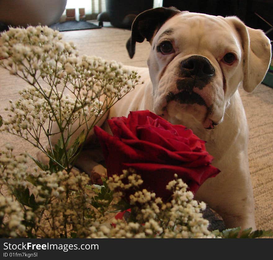 White boxer with red rose. White boxer with red rose