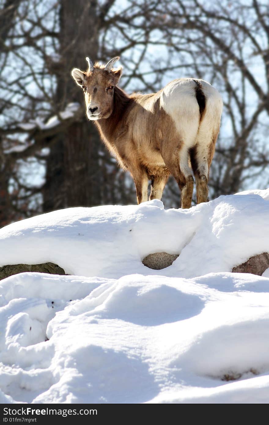 Mountain Goat