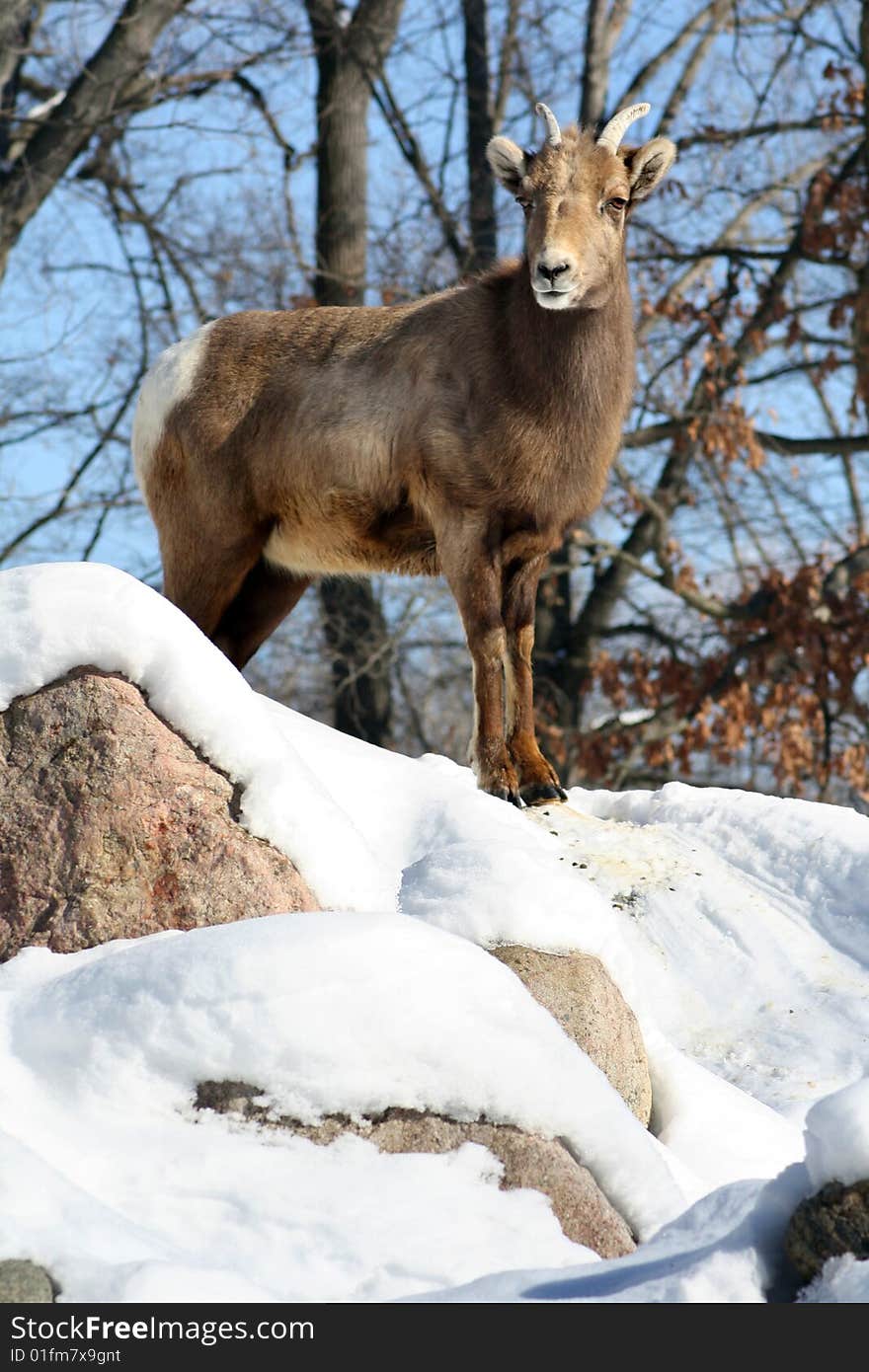 Mountain Goat 2