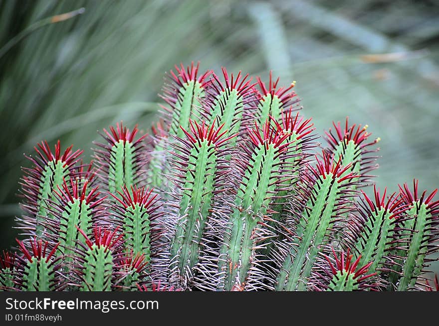 Colorful cactus thrive in barren climate. Colorful cactus thrive in barren climate