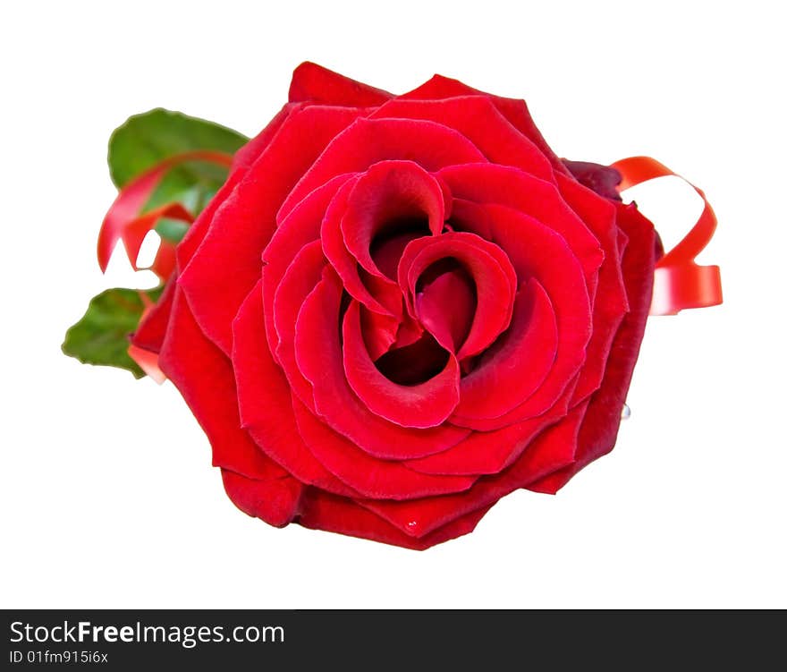 Celebrating love - red rose isolated on white