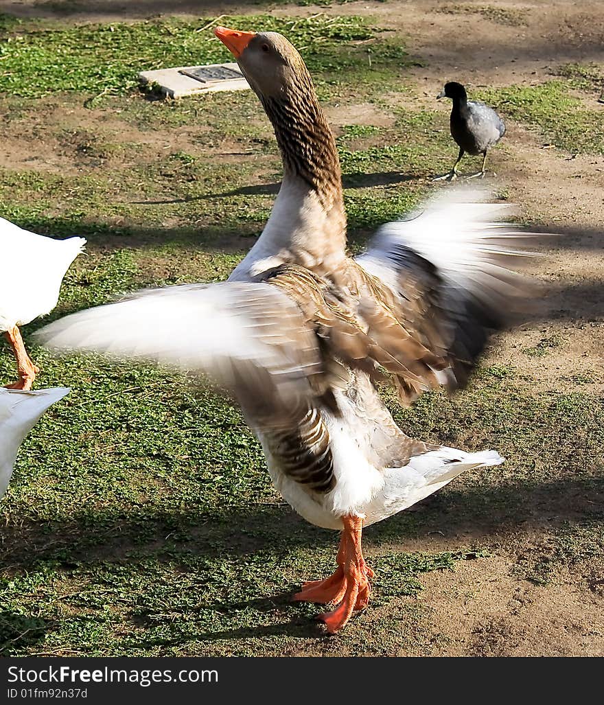 Flapping Brown Goose