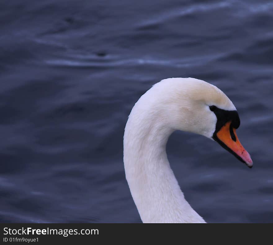 Close up of Mute Swan