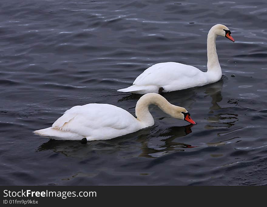 Two adult mute swans swimming. Two adult mute swans swimming