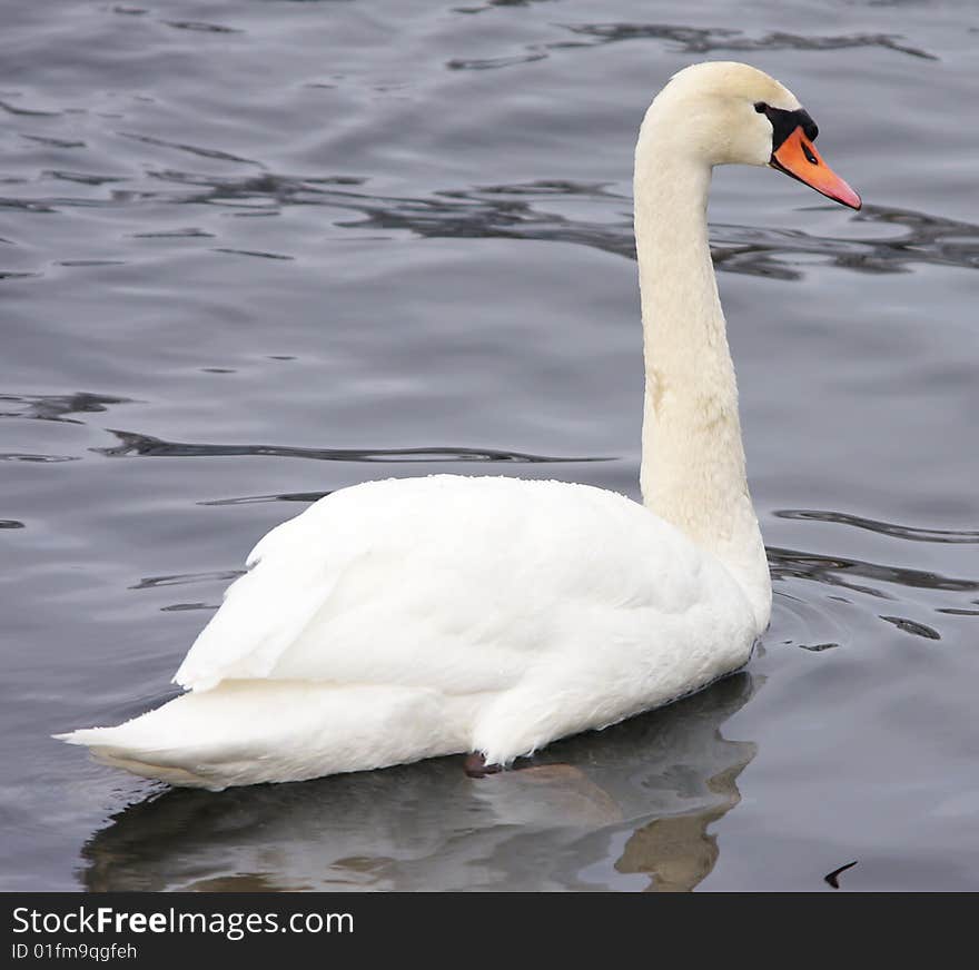 Adult Mute Swan (Cygnus Olor) swimming. Adult Mute Swan (Cygnus Olor) swimming