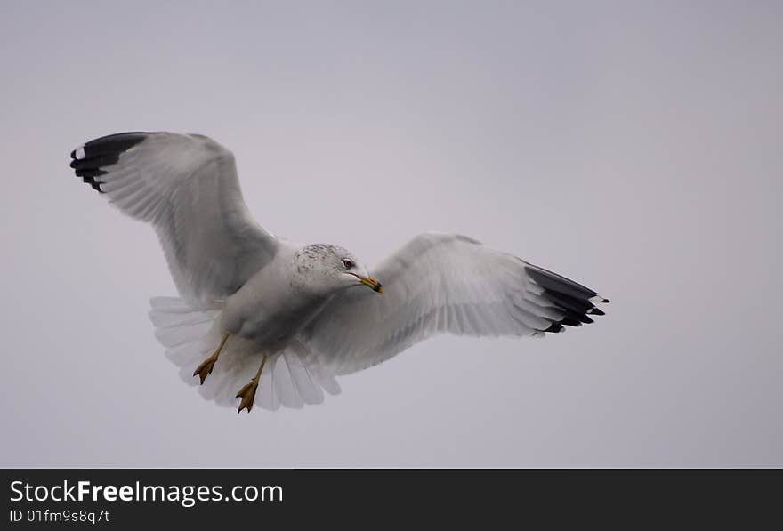 Ring Billed Gull