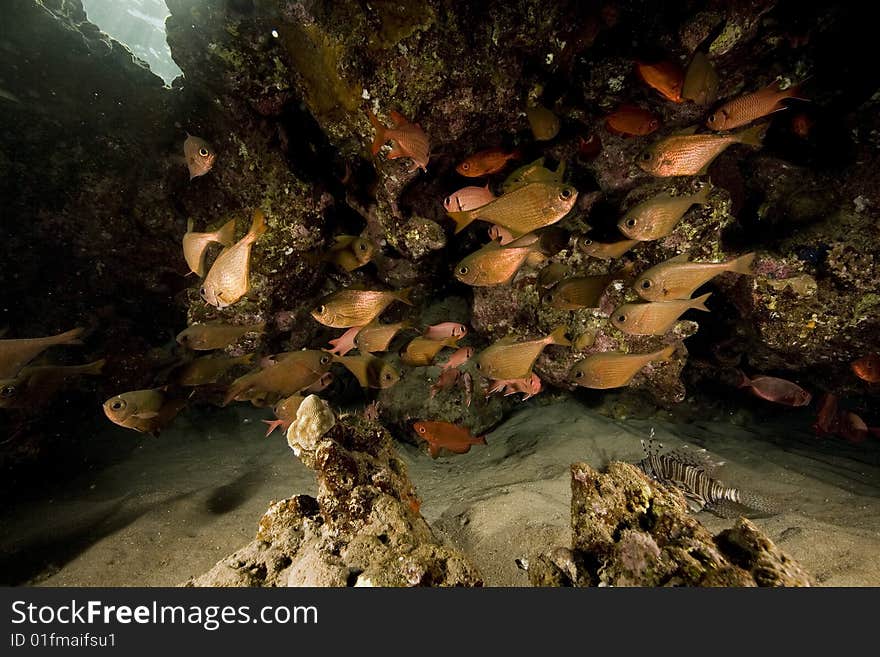 Coral and fish taken in the red sea.