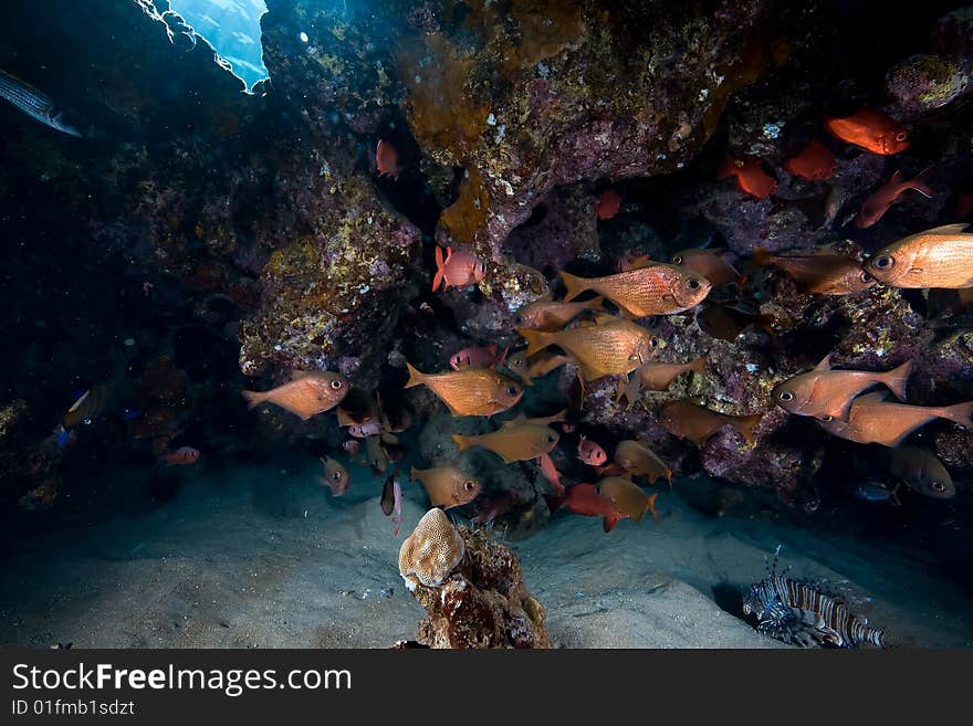 Coral and fish taken in the red sea.