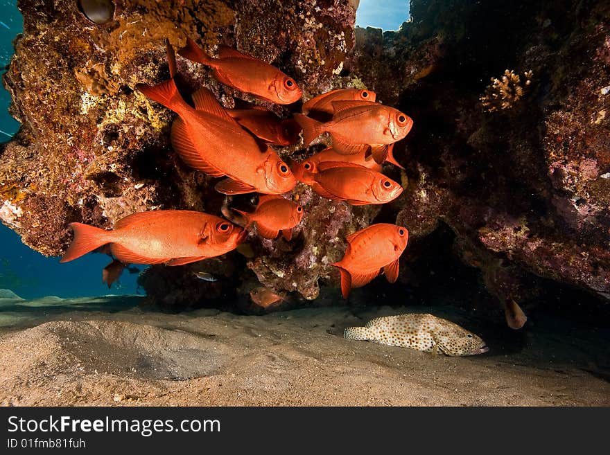 Crescent-tail bigeye (priacanthus hamrur) taken in the red sea.