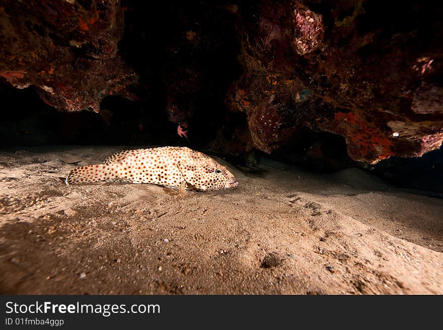 Greasy grouper (epinephelus tauvina) taken in the red sea.