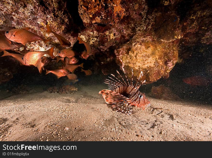 Coral and fish taken in the red sea.