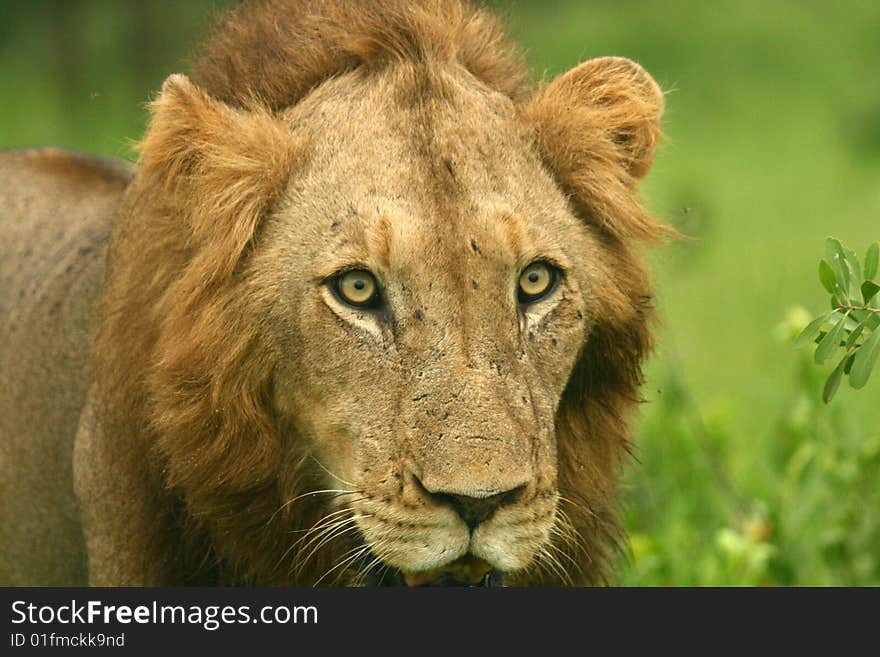 Large Male Lions Chilling Stare. Large Male Lions Chilling Stare.