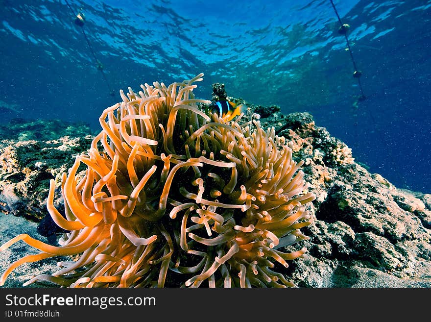 Magnificent anemone (heteractis aurora) taken in the red sea.