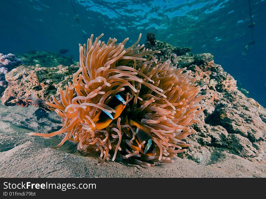 Magnificent anemone (heteractis aurora)taken in the red sea.