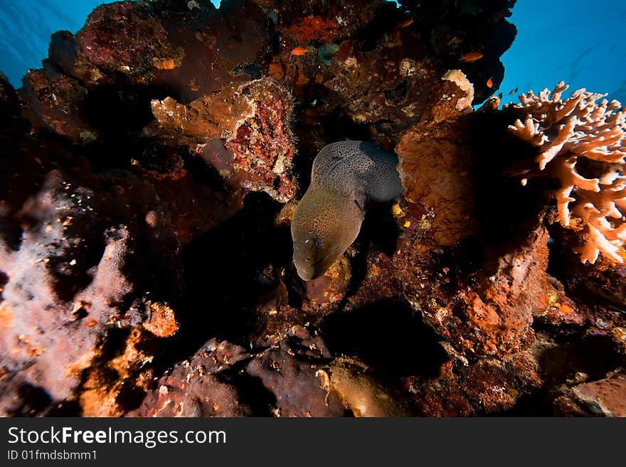 Giant moray (gymnothorax javanicus)taken in the red sea.