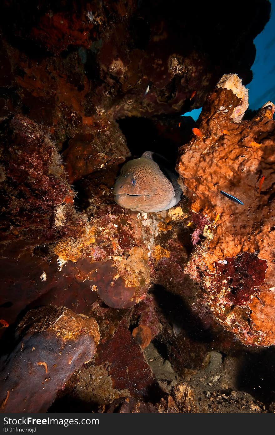 Giant moray (gymnothorax javanicus)taken in the red sea.