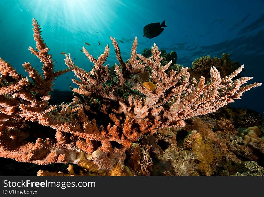 Acropora lamarcki taken in the red sea.