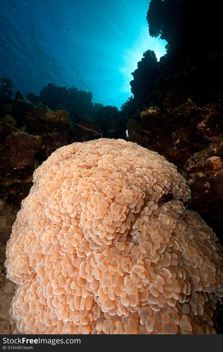 Bubble coral plerogyra sinuosa) taken in the red sea.