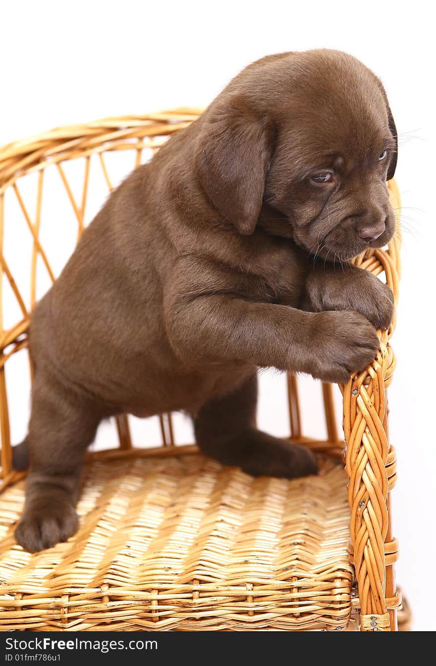 Chocolate pup on a straw chair on a white background. Chocolate pup on a straw chair on a white background.