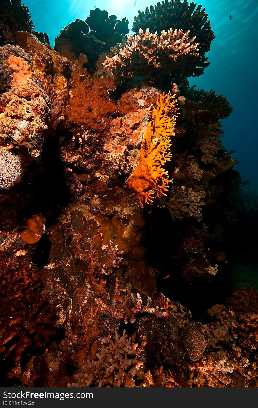 Coral and fish taken in the red sea.