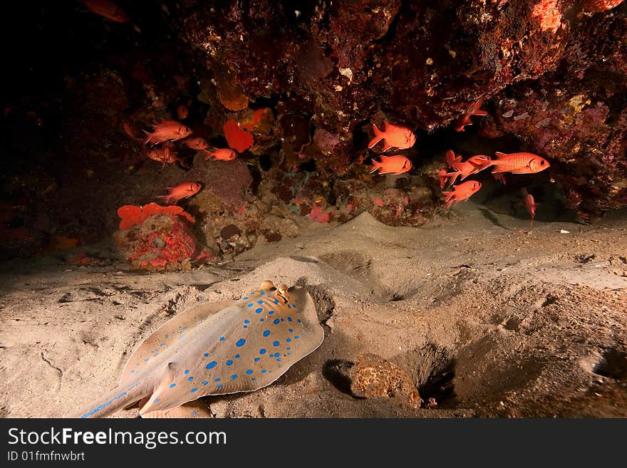 Coral and fish taken in the red sea.