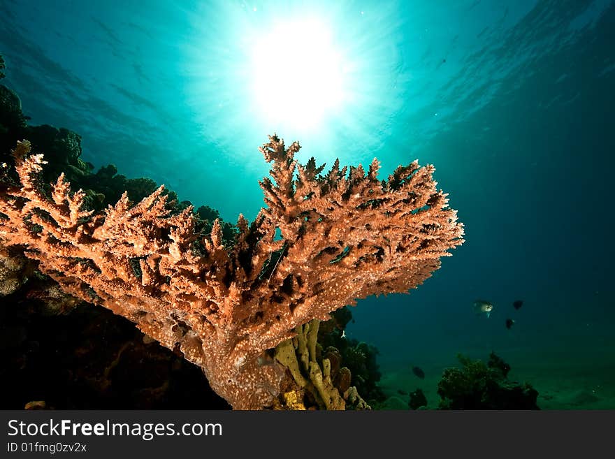 Acropora lamarcki taken in the red sea.