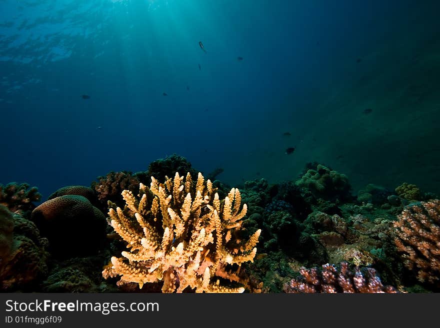 Coral and fish taken in the red sea.