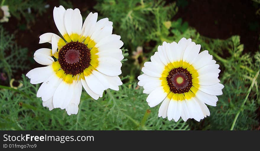 Beautiful Twin Flowers