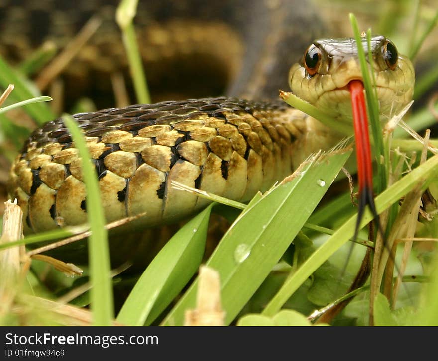 Face off with a garter snake. Face off with a garter snake.