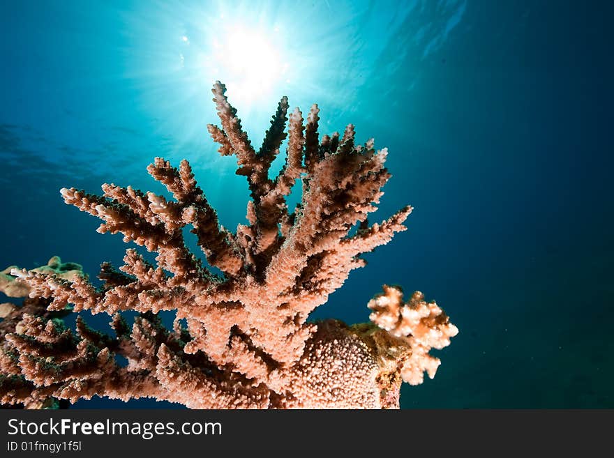 Acropora lamarcki taken in the red sea.