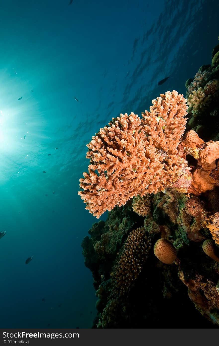 Coral and fish taken in the red sea.