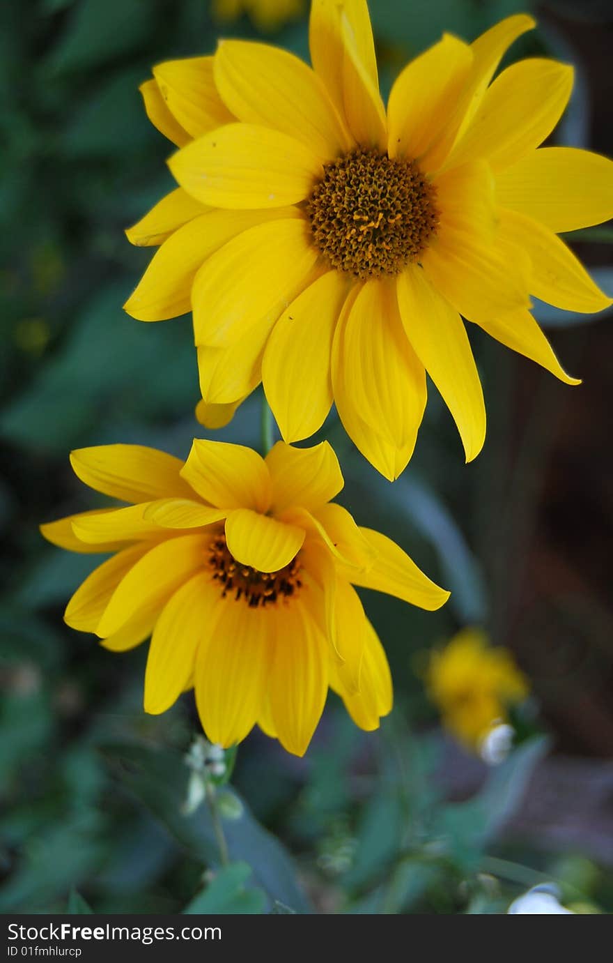 Some flowers in my garden