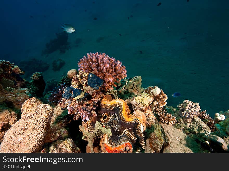 Fluted giant clamp (tridacna squamosa) taken in the red sea.