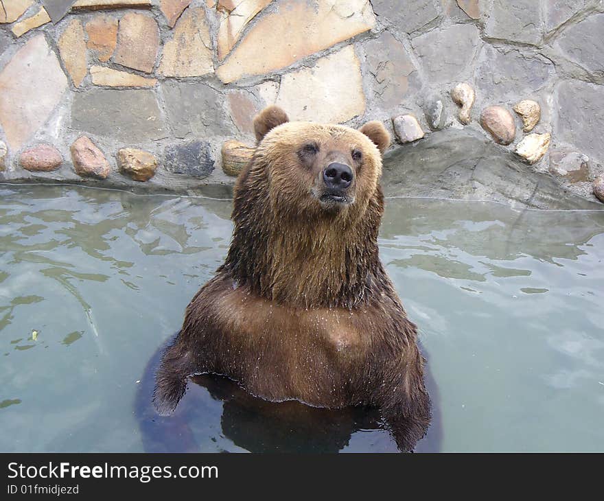 The nice bear bathes in water