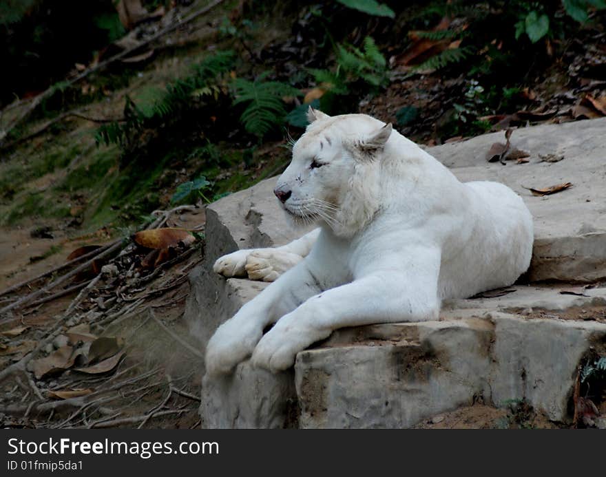 There was a white tiger lying on a rock.